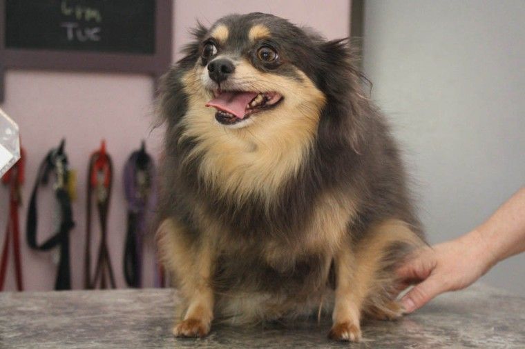 Potato Chips Pomeranian Rescue